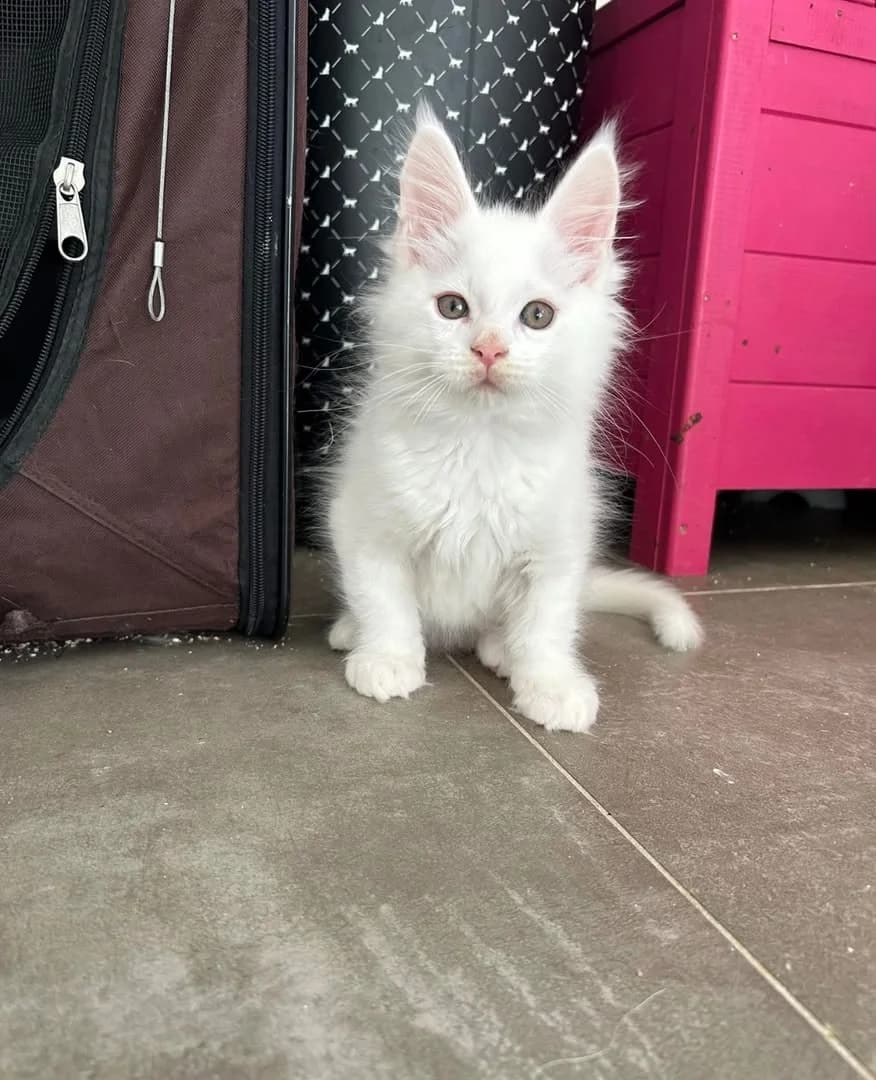 Snowball